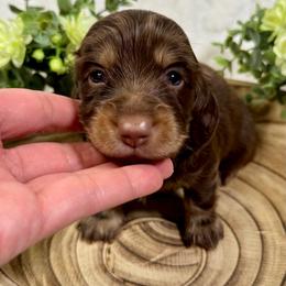 AKC Flint (Yellow) - Chocolate and cream male Dachshund puppy in Cherry Valley, California from Sugar and Spice Dachshunds