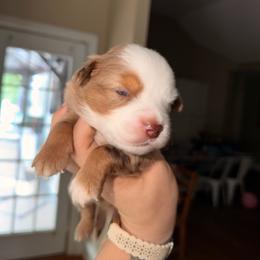 Sandy - Red merle female Miniature Australian Shepherd puppy in Buchanan, Georgia from Stanleyville Farm Mini Aussies