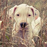 Dogo Argentinos from Northern Snow Angels Kennel