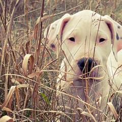 Dogo Argentinos from Northern Snow Angels Kennel
