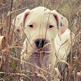 Dogo Argentinos from Northern Snow Angels Kennel