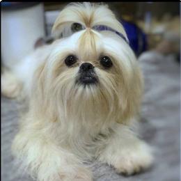 Rome - Shih Tzu
