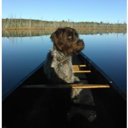 Goldendoodle and Wirehaired Pointing Griffon All Grown Up from Ole Poor Farm