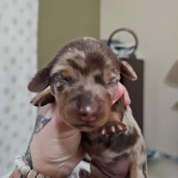 Pebbles - Dapple female Dachshund puppy in Payson, Arizona from Opal's Gemstone Doxies