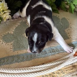 Toyota - Black white and tan female Rat Terrier puppy in Savoy, Texas from Rockin EZ Rat Terriers