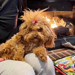 Pebbles - Goldendoodle