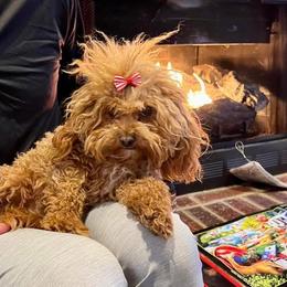 Pebbles - Goldendoodle