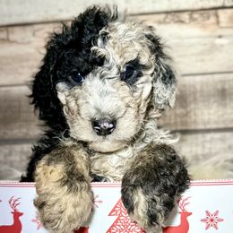 Poodles and Sheepadoodles from Spot On Doodles and Poodles