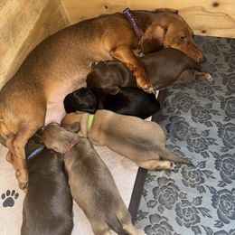 Dachshund Puppies from Spunky Sausage Pups