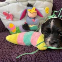 Havanese Puppies from Happy Tail Companions
