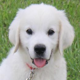 Golden Retriever Puppies from NorthCoastGoldenRetrieversLLC