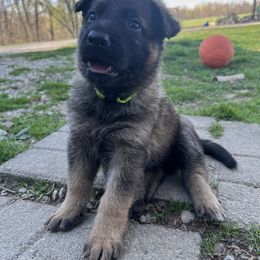 German Shepherd Puppies from Aus Gerstbrei German Shepherds