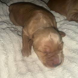 Blue Boy - Dark golden male Golden Retriever puppy in Rockwell, North Carolina from KnL Golden Acres