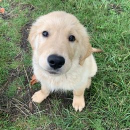 Golden Retriever Puppies from Goldens of Hope