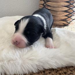 Romeo - Black tri-color male Australian Shepherd puppy in Zwingle, Iowa from Homestead Aussies & Doodles