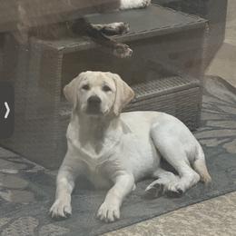 Yellow Girl 1 - Yellow female Labrador Retriever puppy in Baytown, Texas from Dirty Bay Labradors
