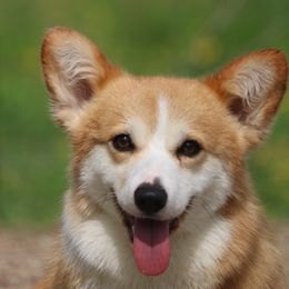 Laney - Pembroke Welsh Corgi