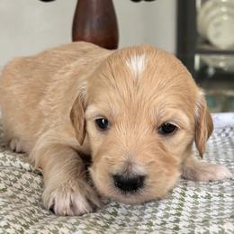 Silver Girl - Cream female Goldendoodle puppy in Colorado Springs, Colorado from Pikes Peak Doodles