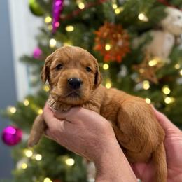Clyde - Golden male Golden Retriever puppy in Salt Lake City, Utah from Soaring golden retrievers