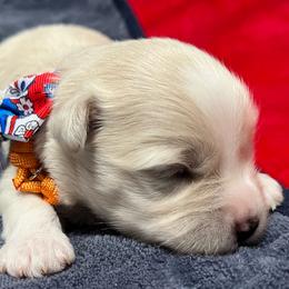 Koko - White female Miniature Schnauzer puppy in Port Orchard, Washington from Silver Bells Miniature Schnauzers