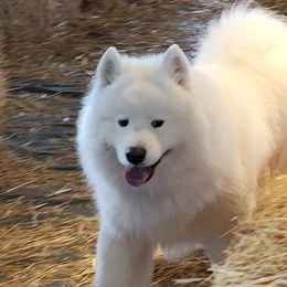Samoyeds from Dream Samoyeds