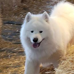 Samoyeds from Dream Samoyeds