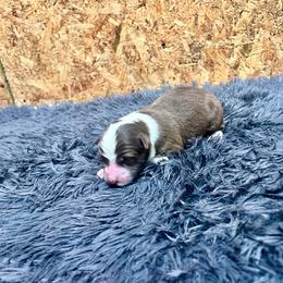 Spider pup - White and red male Border Collie puppy in Dunnellon, Florida from A&S Border Collies