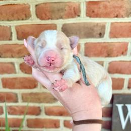 Maverick - Red male Bernedoodle puppy in Denver, Pennsylvania from Greenview Puppies