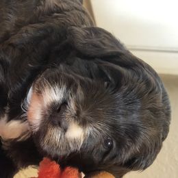 Australian Labradoodle Puppies from Asheville Doodles