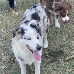 Dixie - Australian Shepherd