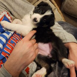 Border Collie Puppies from Kait Standal