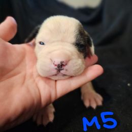 B5 - White and brindle male American Bulldog puppy in Yellville, Arkansas from Offerman Family Bulldogs