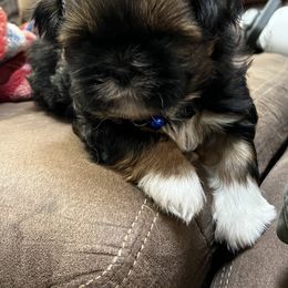 Shih Tzu Puppies from Meihem Pups