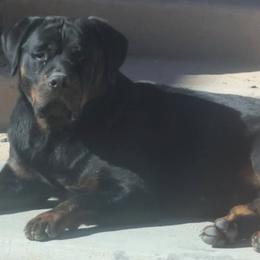 Rottweilers from Bad to the bone Rottweiler kennel
