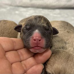 Fawn Brindle Male 2 - Fawn brindle male American Pit Bull Terrier puppy in Nine Mile Falls, Washington from Bartin Kennels