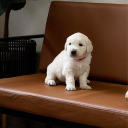 Okie - Light golden male Golden Retriever puppy in Manti, Utah from Arrowhead Kennels