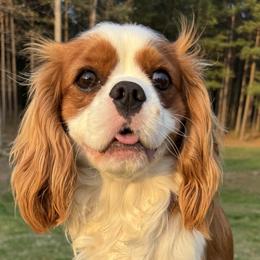 Charlie - Cavalier King Charles Spaniel