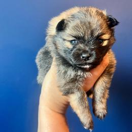 Girl 2 - Chocolate sable female Pomeranian puppy in Hernando, Mississippi from The Pom Squad