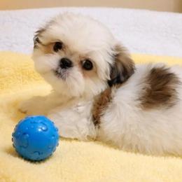 Shih Tzu Puppies from Mark's Shih Tzus
