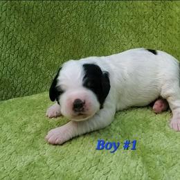 Boy 1 - Black and white male Bernedoodle puppy in Ball Ground, Georgia from Foothills Family Doodles