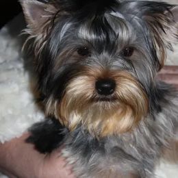 Yorkshire Terriers from J. Fortin Yorkies