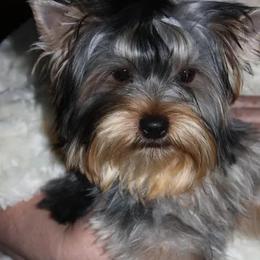 Yorkshire Terriers from J. Fortin Yorkies