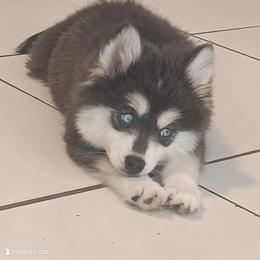 Pomsky Puppies from Your Friend Seamus' Studds