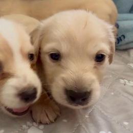 VANILLA CREAM - Cream female Dachshund puppy in Fort Pierce, Florida from Meldox