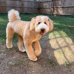 Goldendoodle All Grown Up from Smoodles