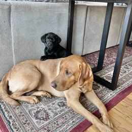 Labrador Retriever Puppies from Branley's Riverside Labradors