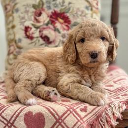 Harmony Bear- Light Purple Collar - Apricot female Goldendoodle puppy in Bay City, Texas from Charming Doods Goldendoodles