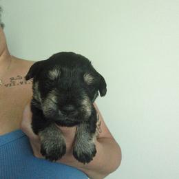 Orange - Black and silver female Miniature Schnauzer puppy in Thomasville, North Carolina from J&J's Future Horizons Kennel