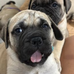 Bullmastiff Puppies from Ironward Bullmastiffs