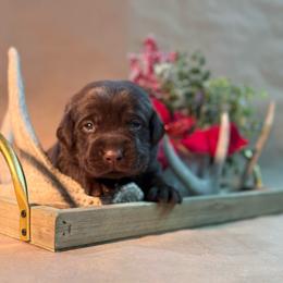 Dragonfly - Chocolate male Labrador Retriever puppy in Isle, Minnesota from Dog Ear Outfitters